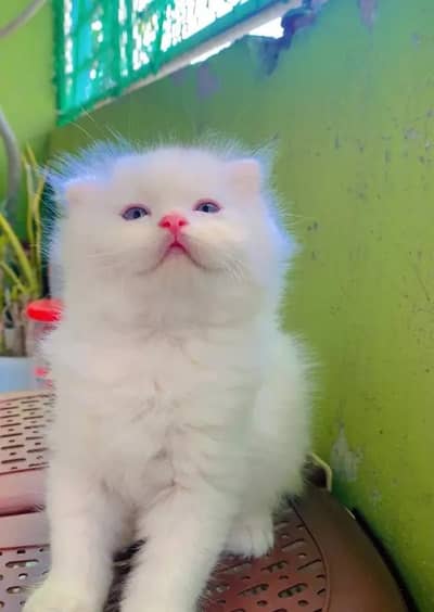 (Persian female kitten) (for sale all) (Pakistan delivery available)