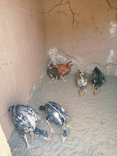 Aseel shajara chicks