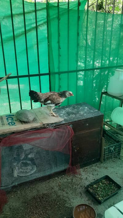 Asseel with chiks for sale