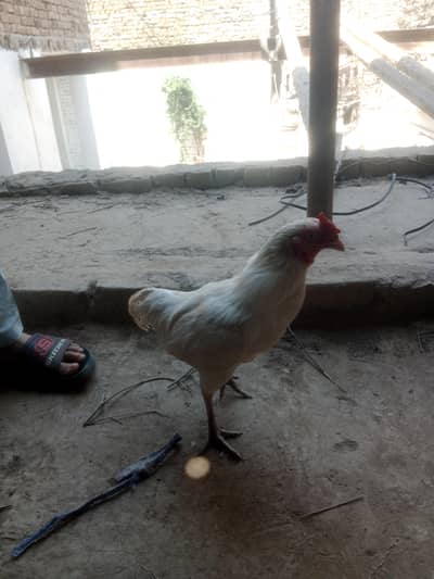 white Murgha for sale
