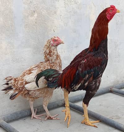 Aseel Pair for Sale