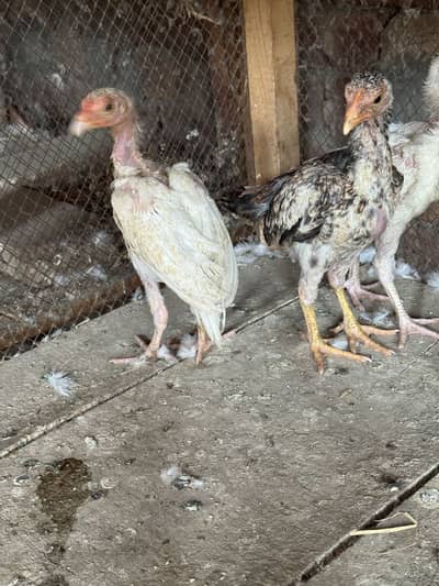 HEERA HIGH QUALITY ASEEL CHICKS FOR SALE