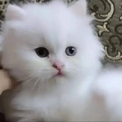 Persian cat for sale my WhatsApp number  03703659905