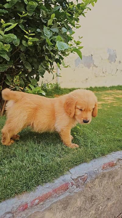 Golden Retriever pedigreed puppies / Labrador pups