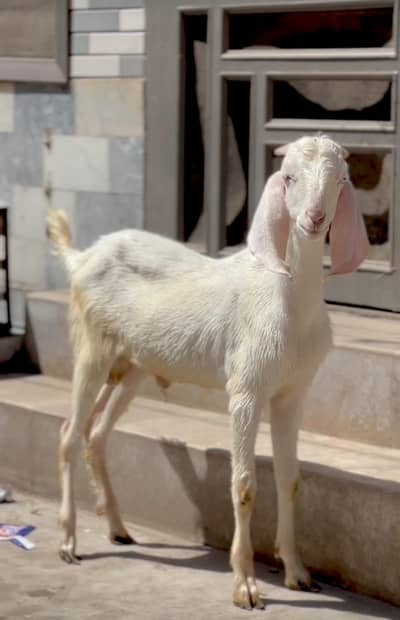 bakra03041979402