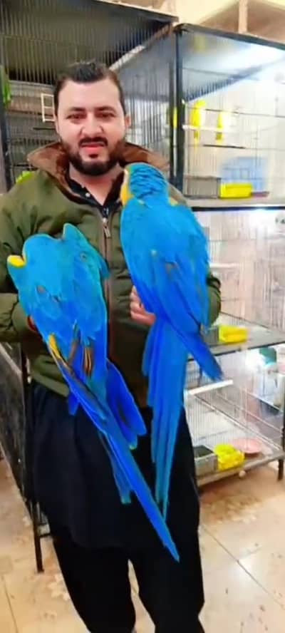 macaw parrot pair for sale