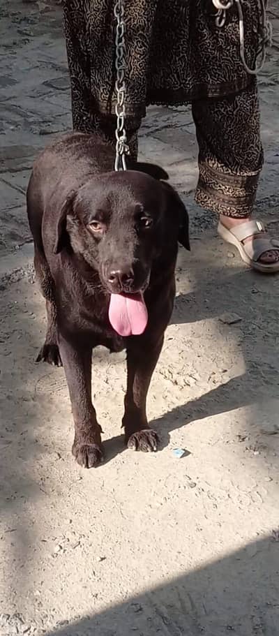Labra dog