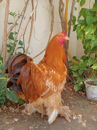 Brahma Trio Breeder