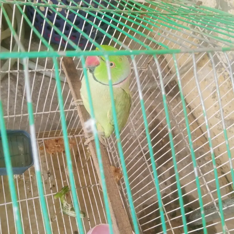 Parrot for Sale
