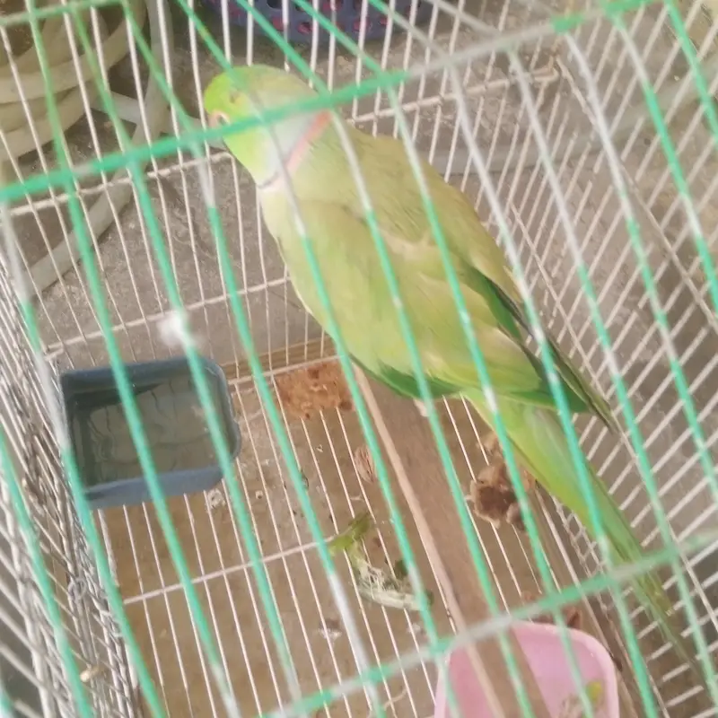 Parrot for Sale — photo 2