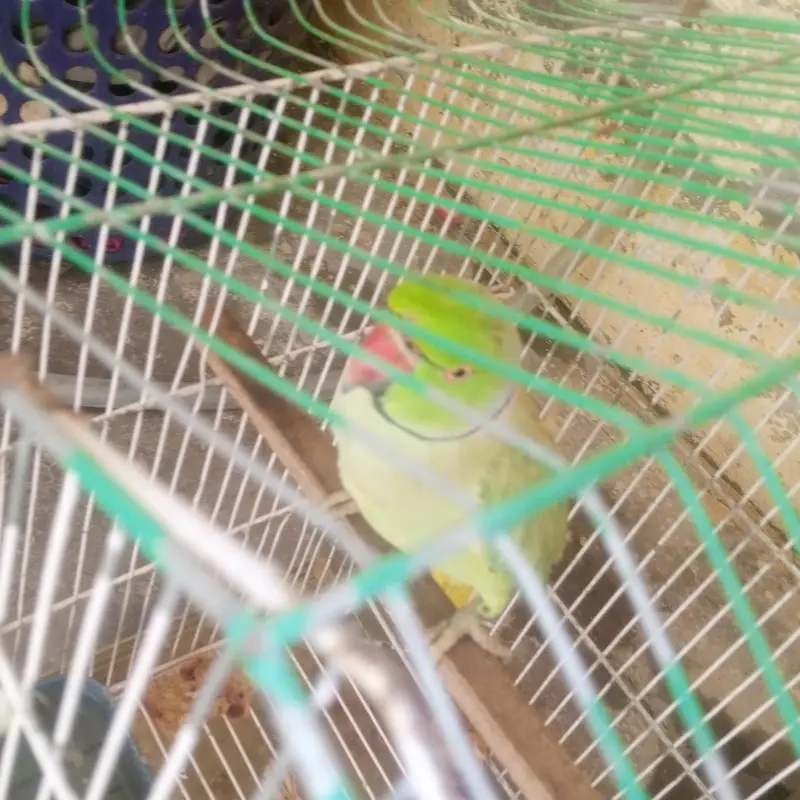 Parrot for Sale — photo 3