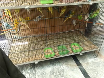sun conure pineapple conure cocktail love bird jawa buggies rabbit