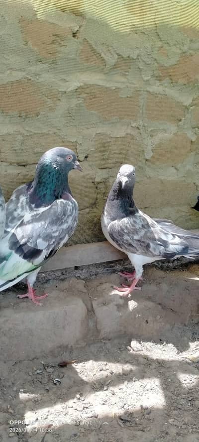 Aseel Pairs for Sale Chappay hoye Joray