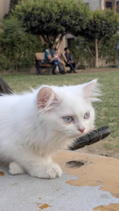 Persian kitten white with blue eyes