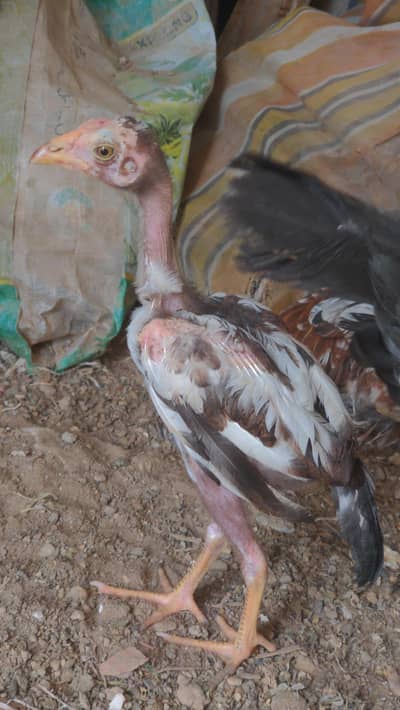aseel quality chicks available