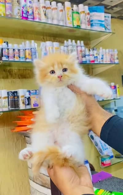 pure Persian cats vaccinated triple coated/WhatsApp 03254583038