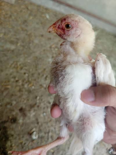 ASEEL AMROHA CHICKS FOR SALE