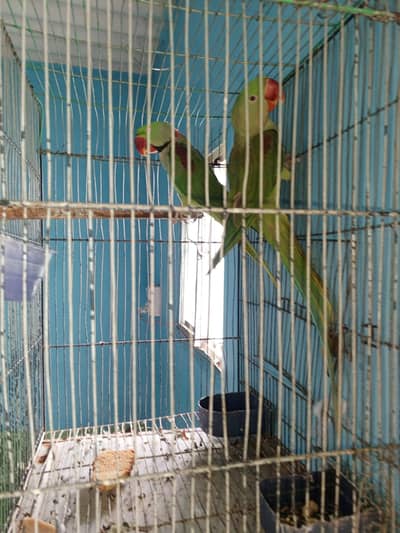 raw parrot pair breeding