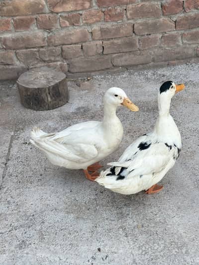 Young male ducks for sale