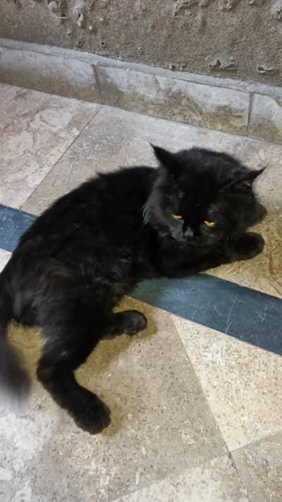 Pure Persian cat