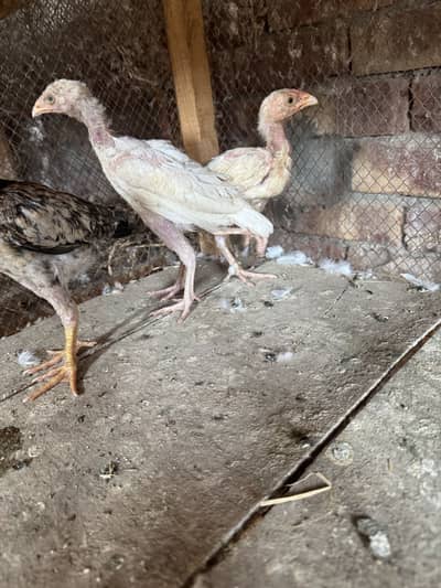 HEERA HIGH QUALITY ASEEL CHICKS FOR SALE
