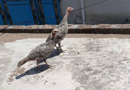 Turky Bird 4 month ke bacho ka pair
