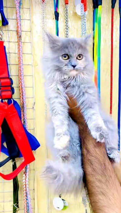 pure Persian cats vaccinated triple coated/WhatsApp 03254583038
