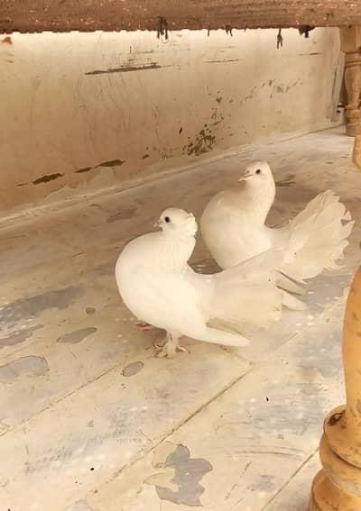 Lakka (Fantail) Kabutar Pair