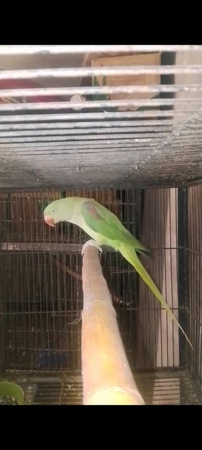 Breader female 03143275503