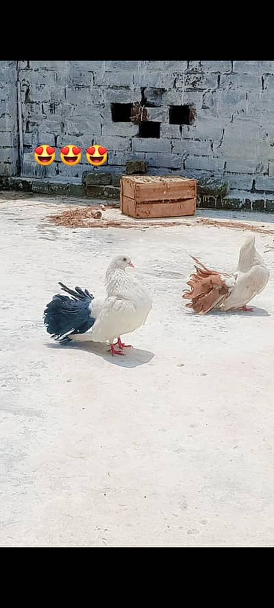 Fancy laka pair