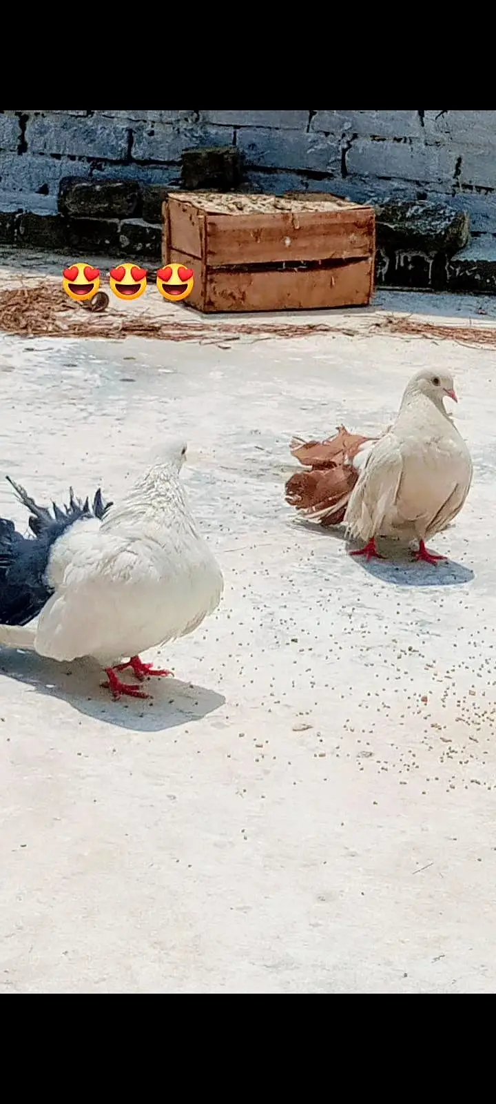 Fancy laka pair — photo 2
