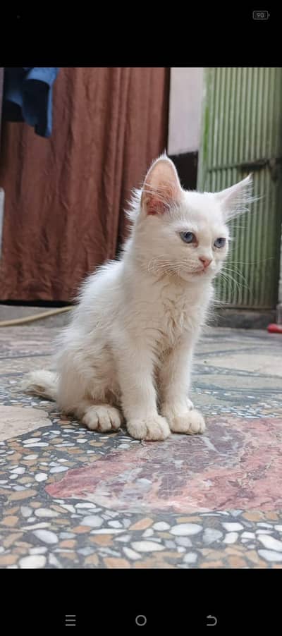 Blue Eyes Double coat Female Persian Cat with kitten