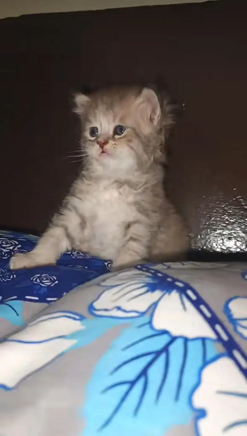 Blue Eyes Double coat Female Persian Cat with kitten — photo 3