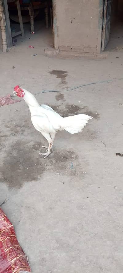 murga for sell