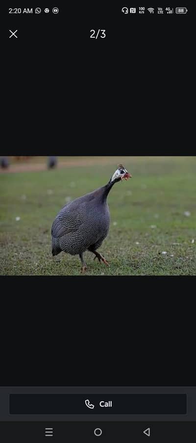 Guniea fowl teetri pair