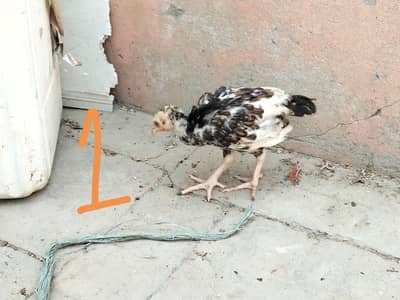 Aseel mainwali chick