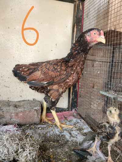 Aseel mainwali chick and hens for sell whatsapp num 03054807407