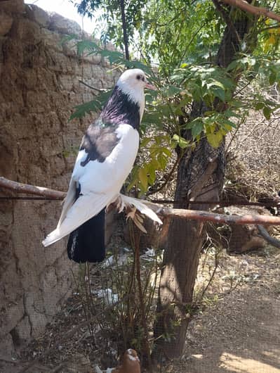 Different types of pigeons