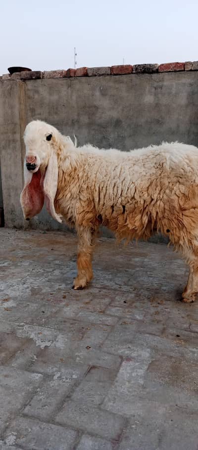 pyor kagli sheep SUNY wali