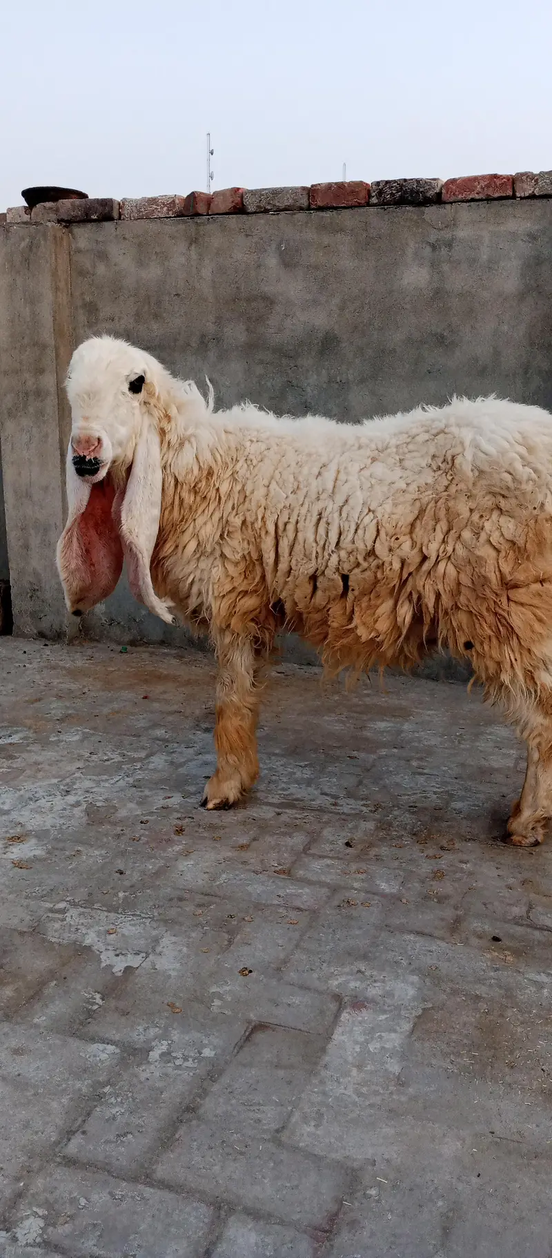 pyor kagli sheep SUNY wali — photo 3