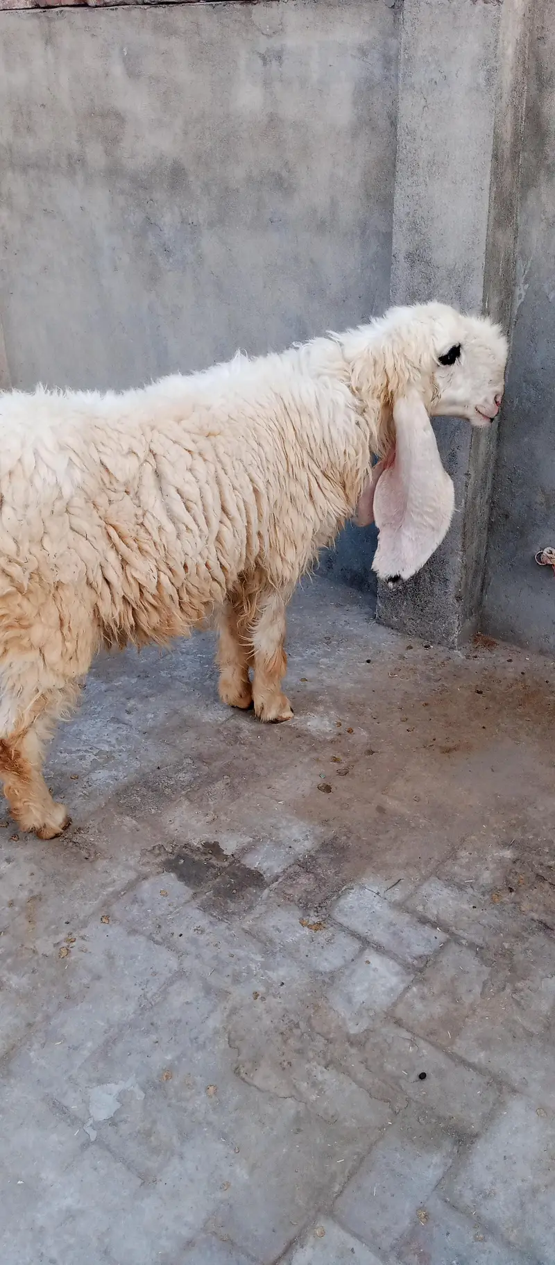pyor kagli sheep SUNY wali — photo 4