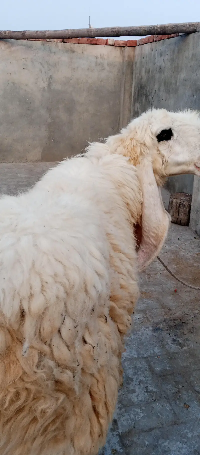 pyor kagli sheep SUNY wali — photo 5