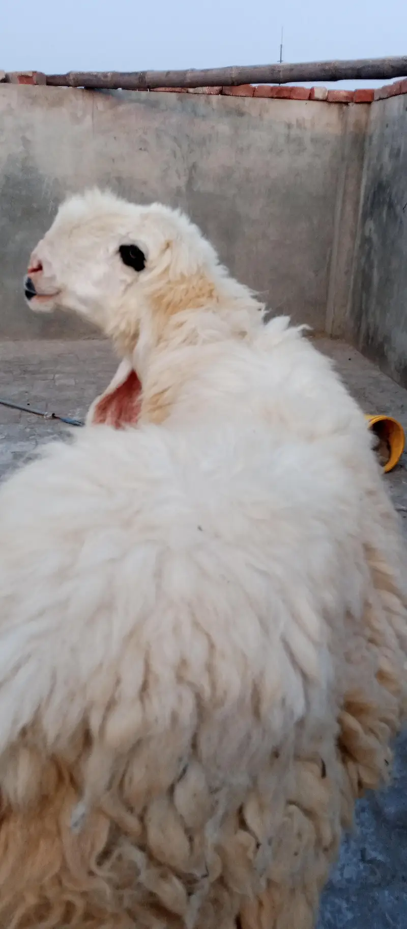pyor kagli sheep SUNY wali — photo 6