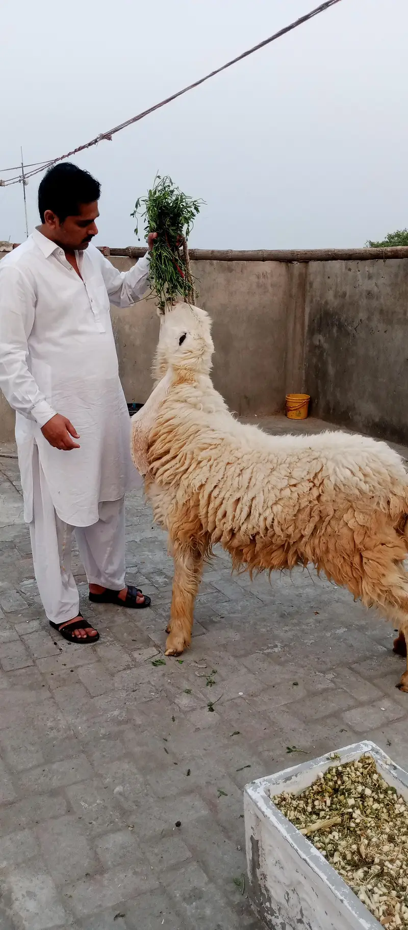 pyor kagli sheep SUNY wali — photo 7