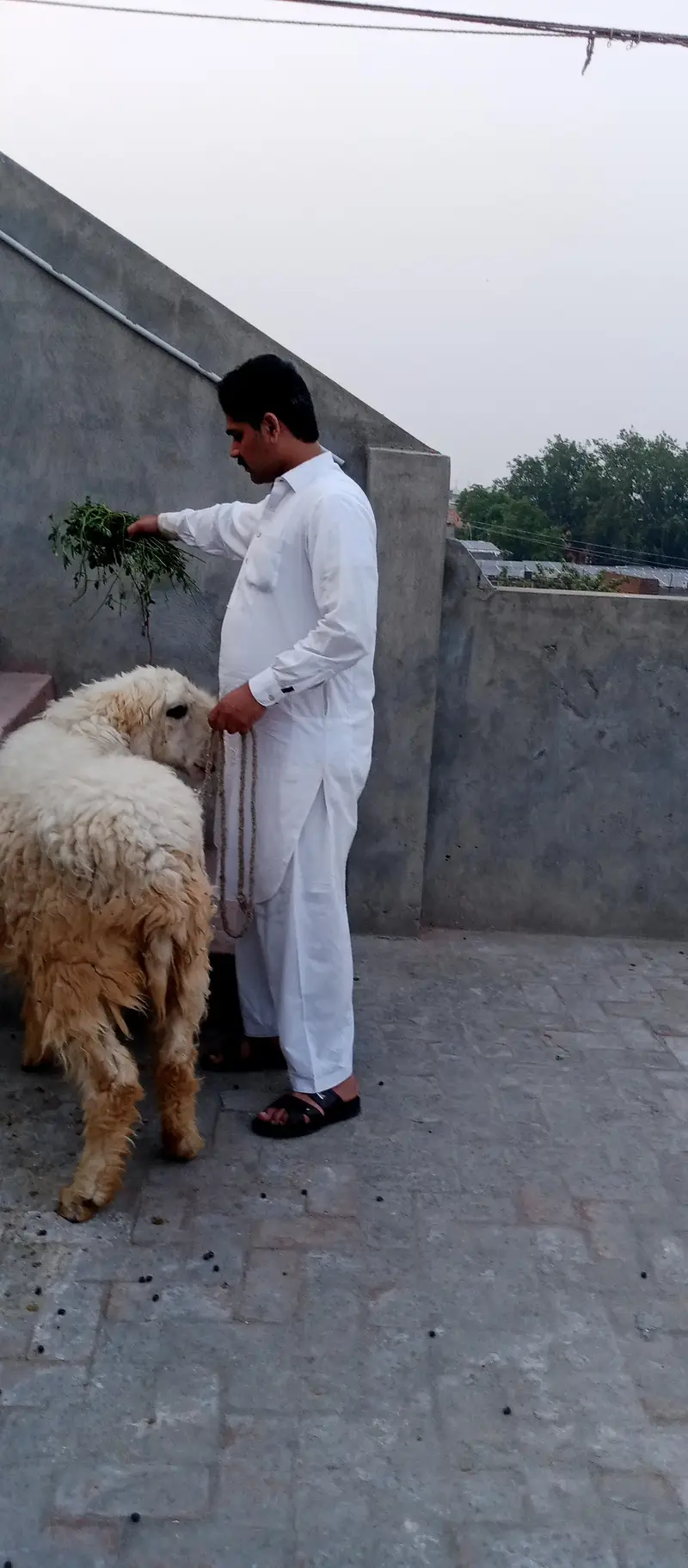 pyor kagli sheep SUNY wali — photo 8