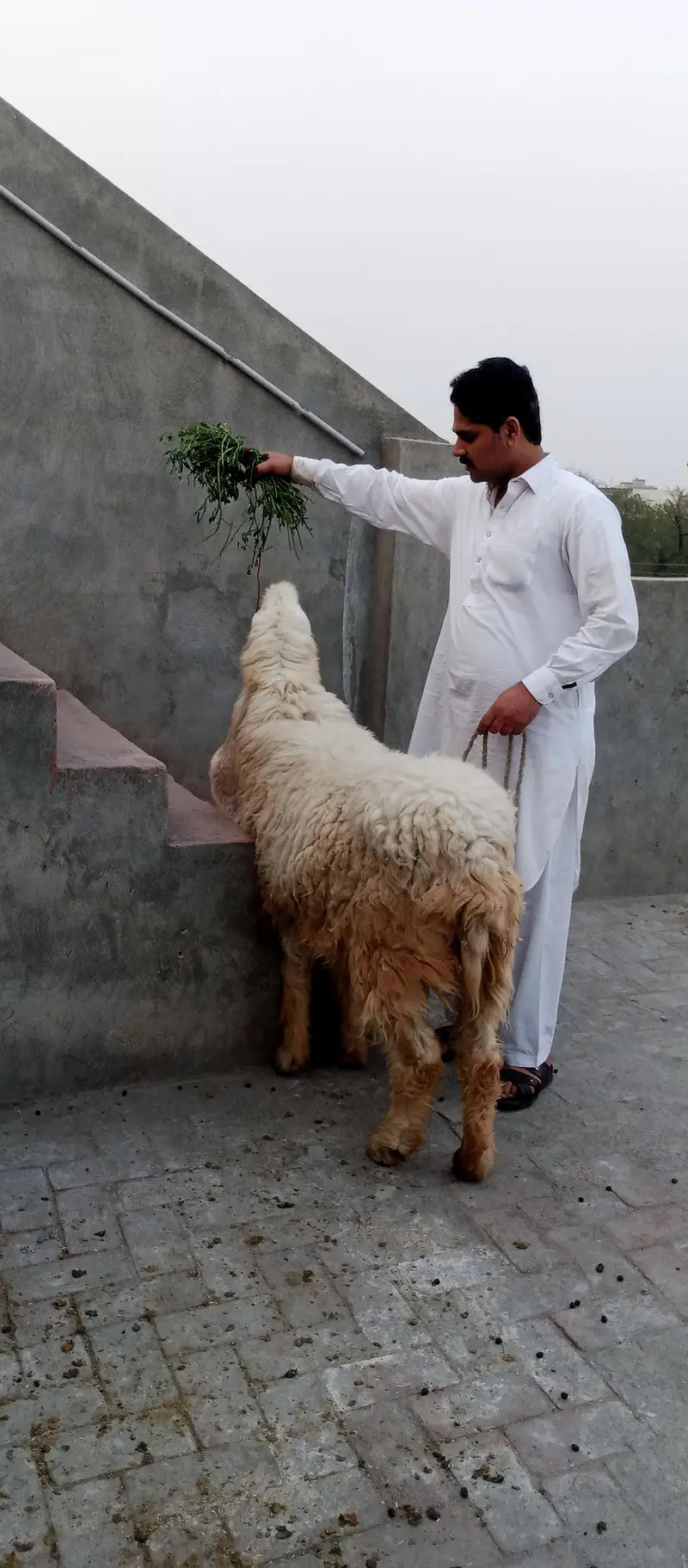 pyor kagli sheep SUNY wali — photo 9