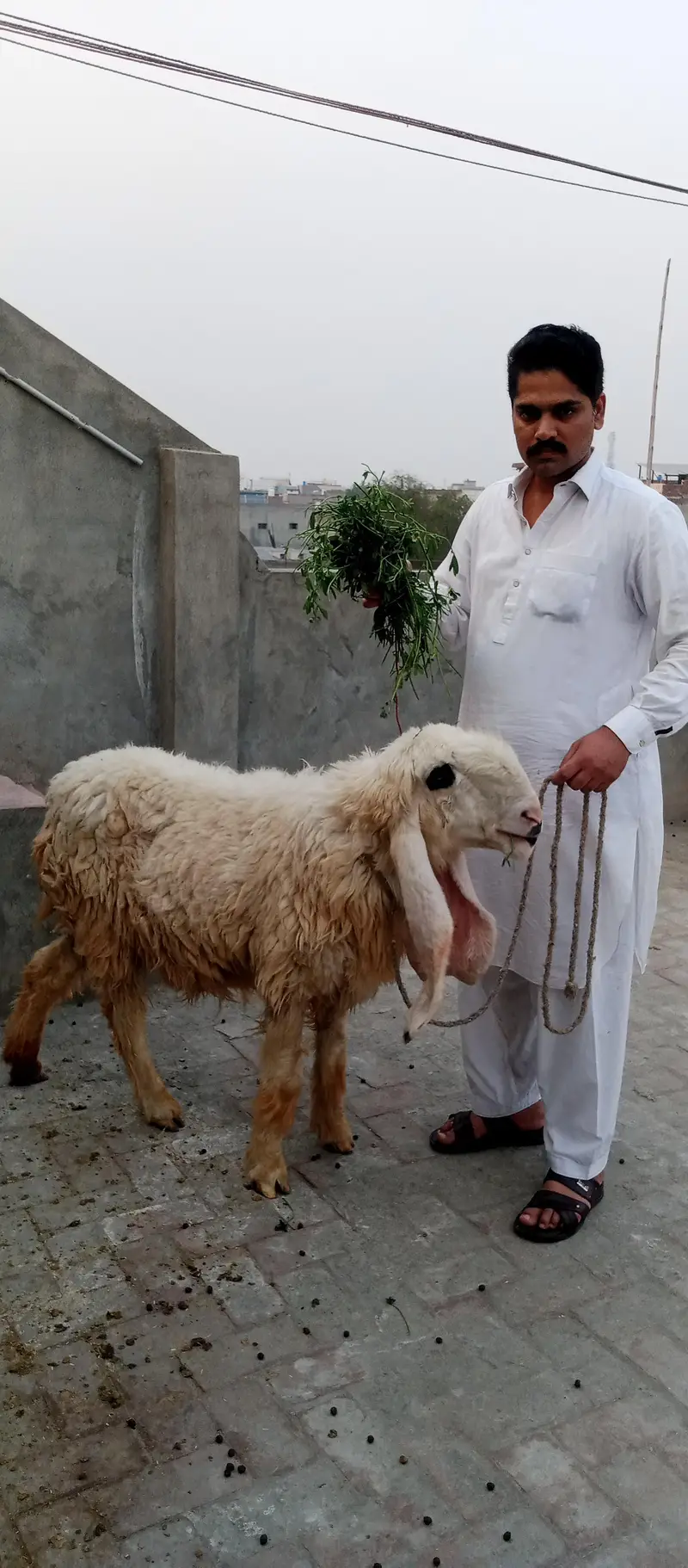 pyor kagli sheep SUNY wali — photo 10