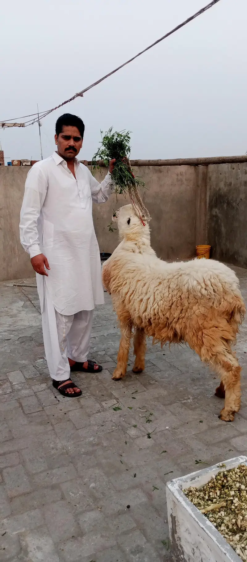 pyor kagli sheep SUNY wali — photo 11