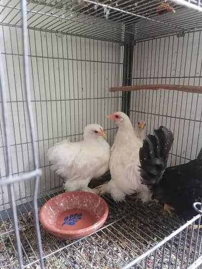 2 white bantam female available