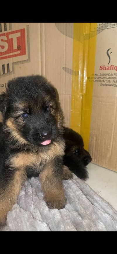 top quality German Shepherd male puppy long cod